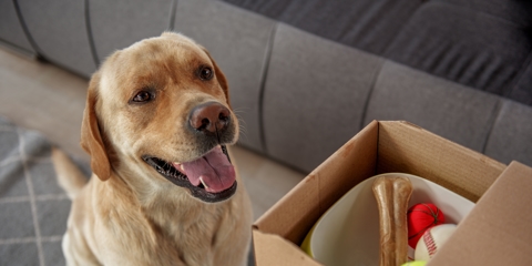 How to Prepare Your Pets for a Long-Distance Move Photo